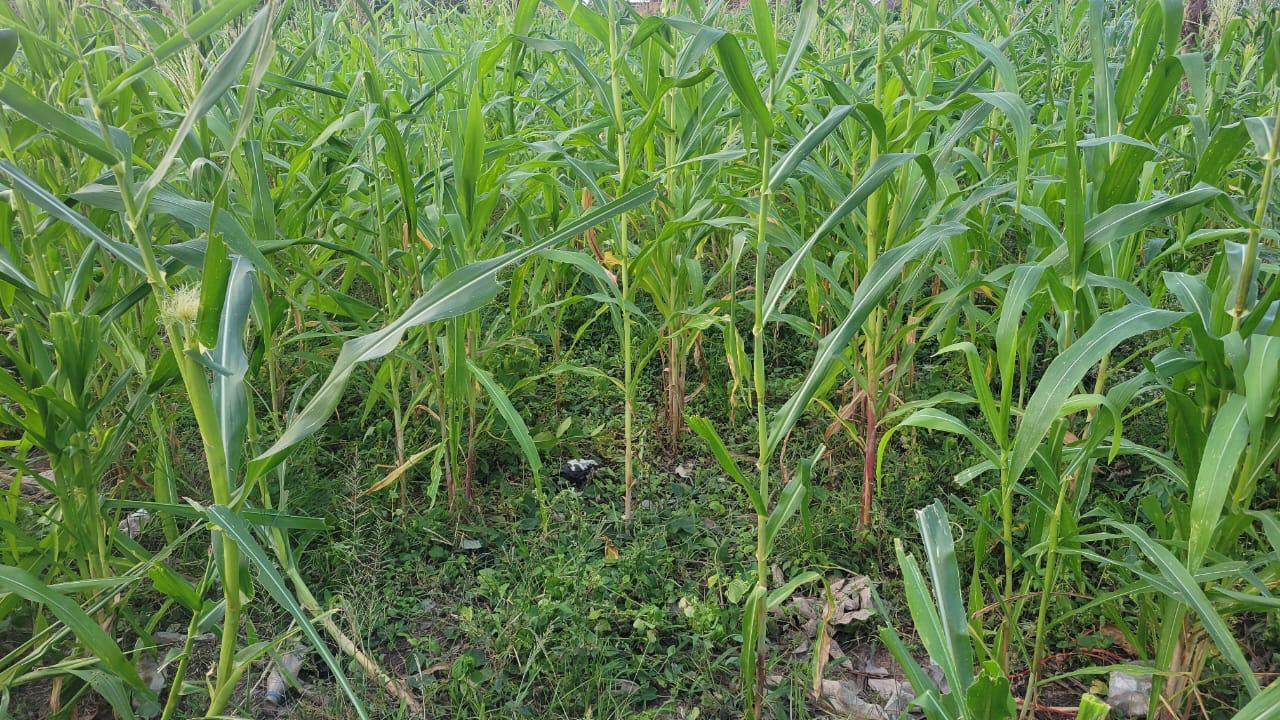 Healthy corn plants growing on the OneHope International farm