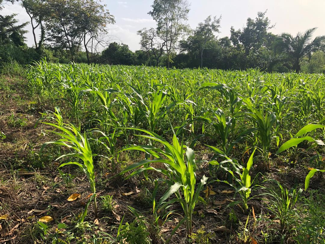 Rows of young corn growing on the OneHope International farm